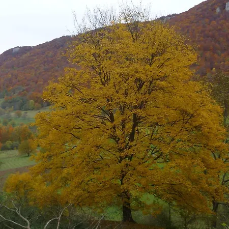 Hubertus Metzingen (Tubingen)